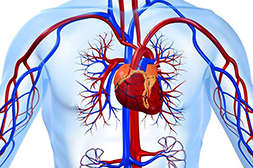 Таблетки Blood Gain улучшают кровообращение.